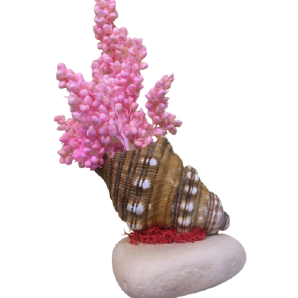 Unique Seashell Gift | Hamper Gift Addons